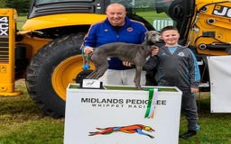 Whippet dogs for stud: Blue whippet at Stud  - Image 5