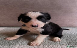 Border Collie dogs for sale: 10 Beautiful Border Collie Puppies - Image 18
