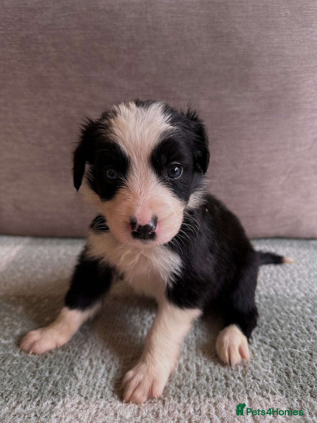 Border Collie dogs for sale: 10 Beautiful Border Collie Puppies - Image 18