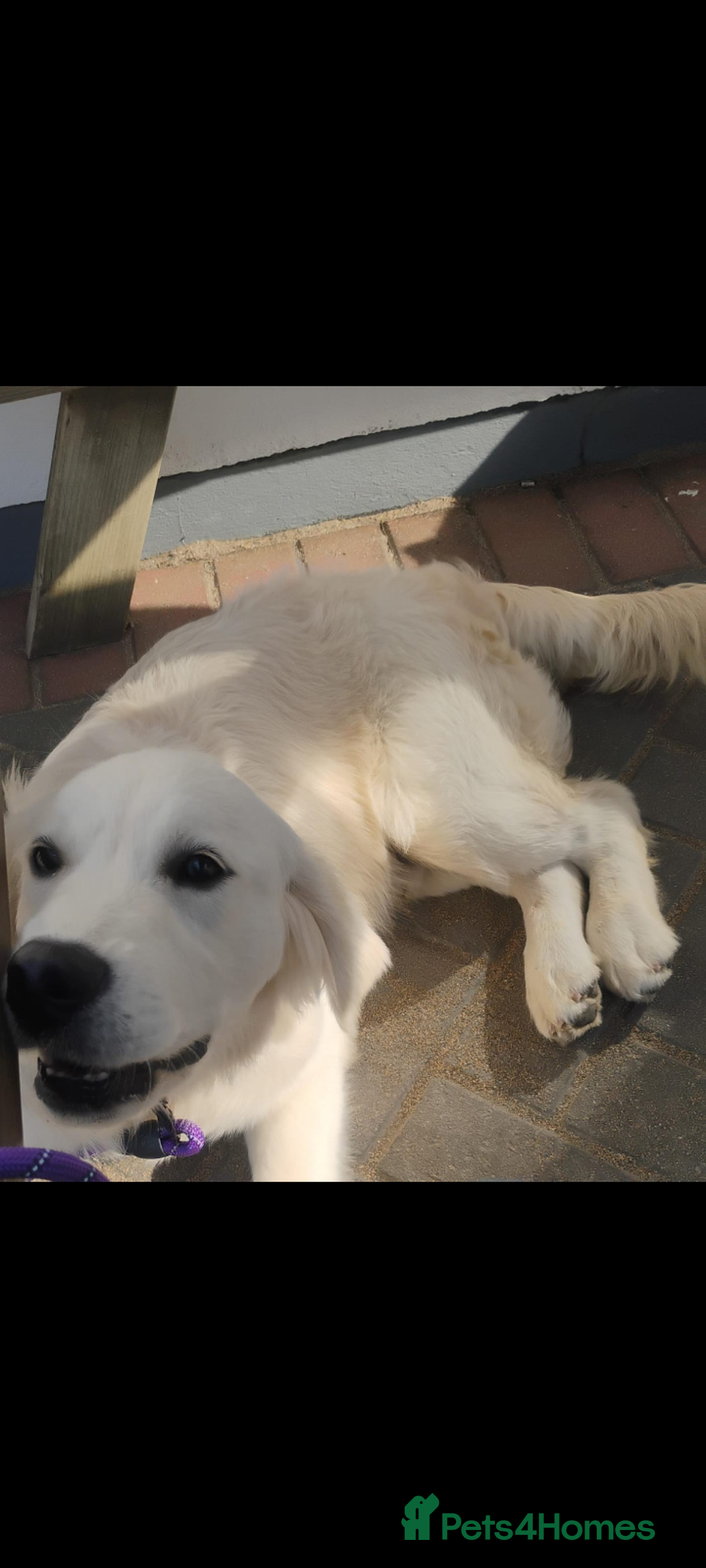 Golden Retriever dogs for sale: KC Registered 10 month old Male golden retriever  - Advert 2