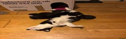 Domestic Shorthair cats for sale: Tuxedo kittens - Advert 4