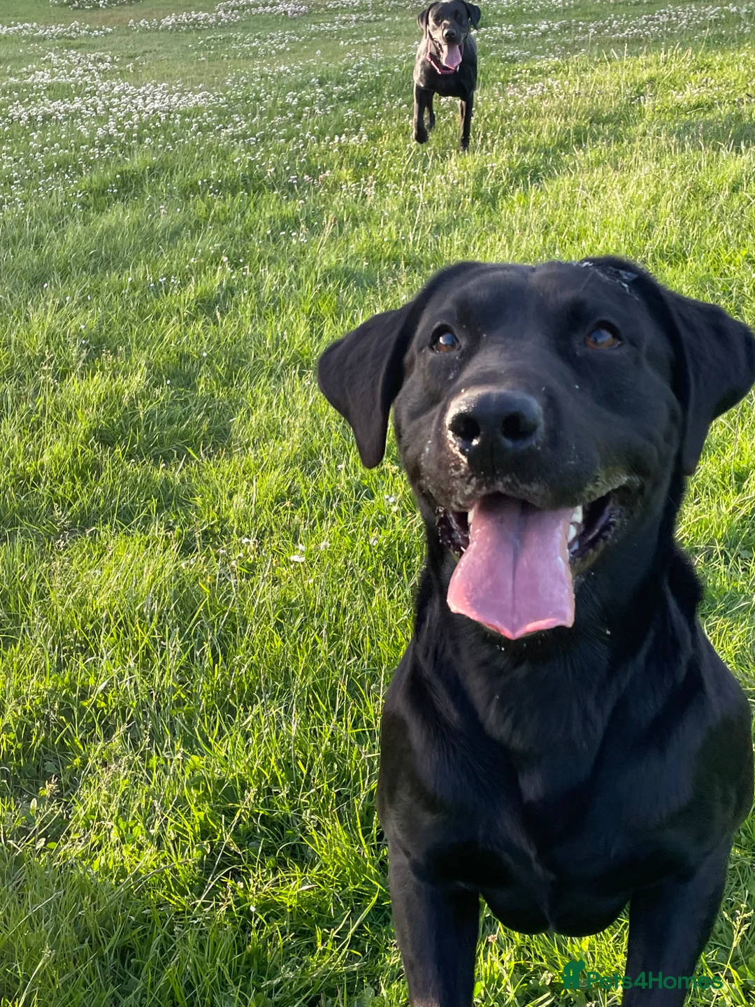 Labrador Retriever dogs for stud: This is Rex. KC registered chunky boy  - Advert 2