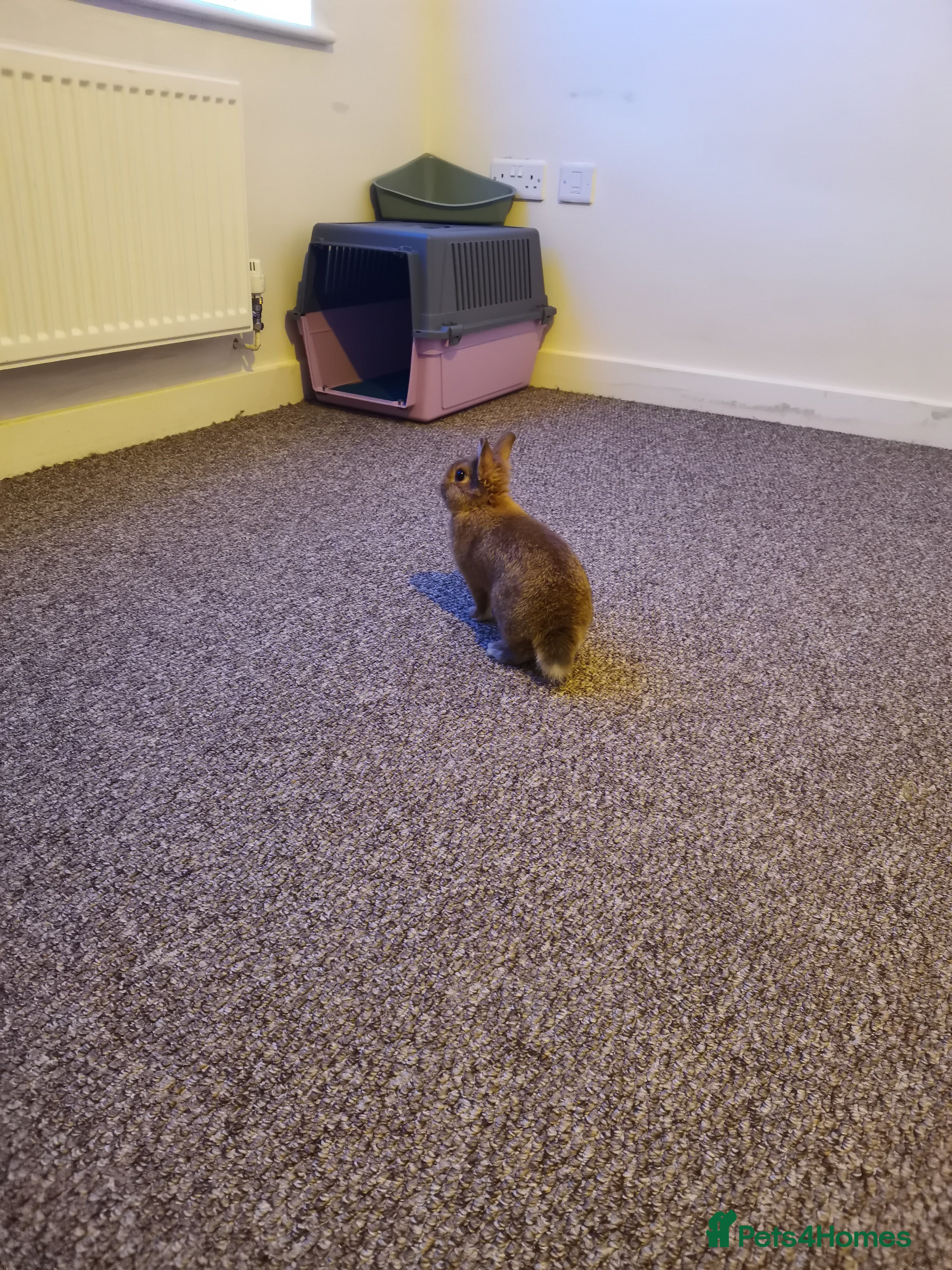 Netherland Dwarf rabbits Unique, Rare Red Fox Rabbit for sale - Advert 2