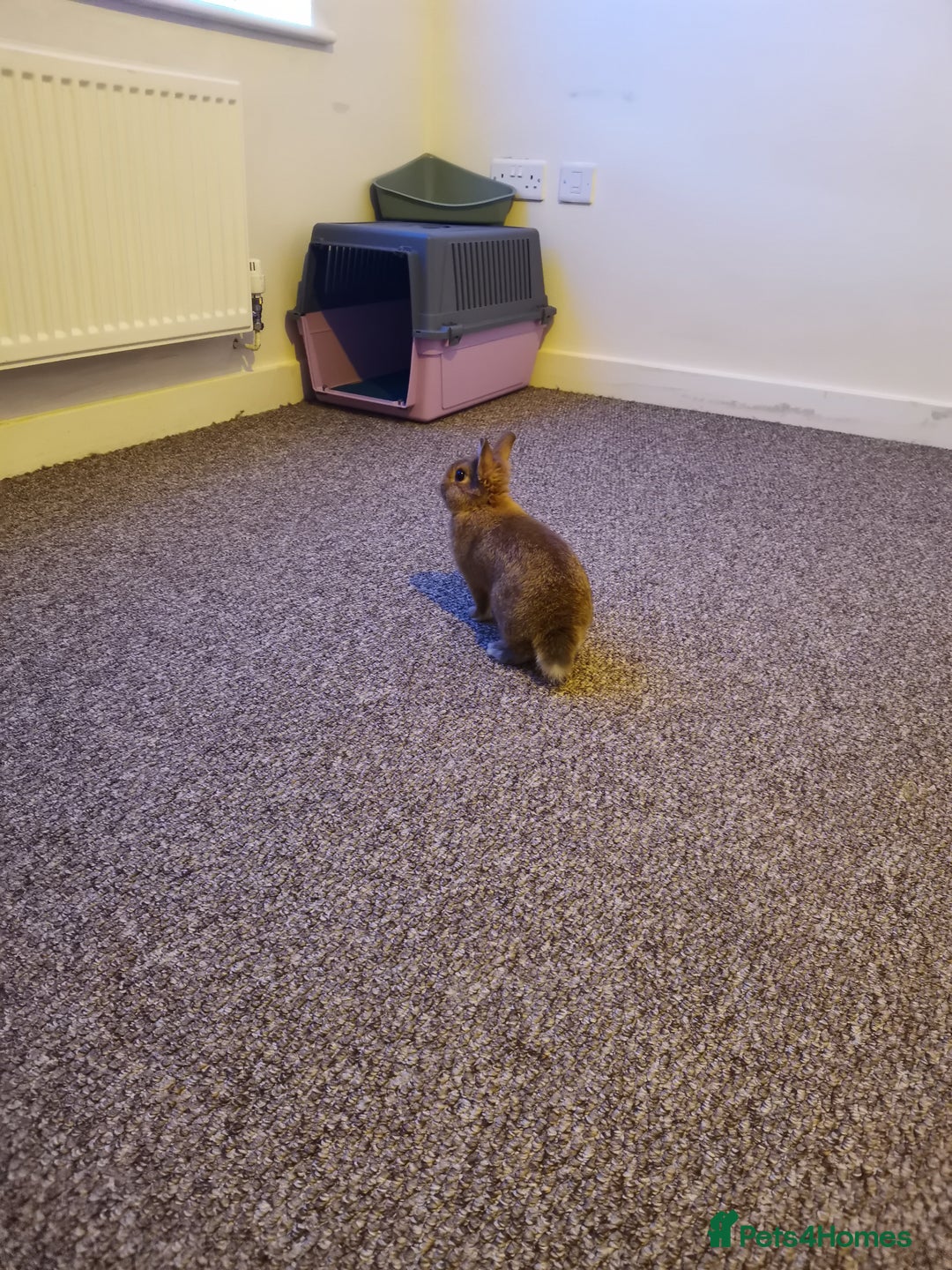 Netherland Dwarf rabbits for sale: Unique, Rare Red Fox Rabbit for sale - Advert 1