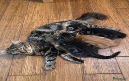 Mixed Breed cats for sale: Male ginger kitten  - Image 5