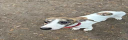 Whippet dogs for sale: EUROPEAN KC BRINDLE WHIPPET - Advert 12