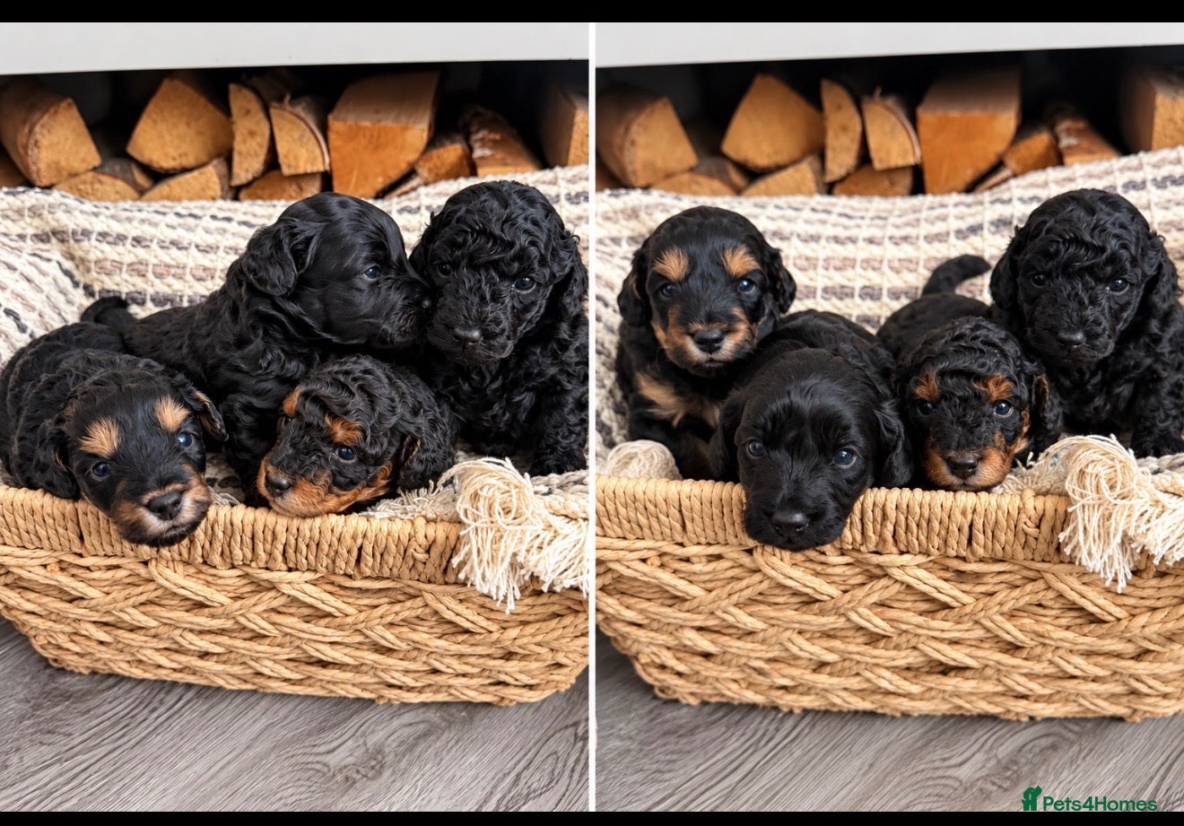 Cavapoo dogs Stunning Cavapoo puppies 🥰 - Advert 11