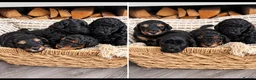 Cavapoo dogs for sale: Stunning Cavapoo puppies 🥰 - Advert 1