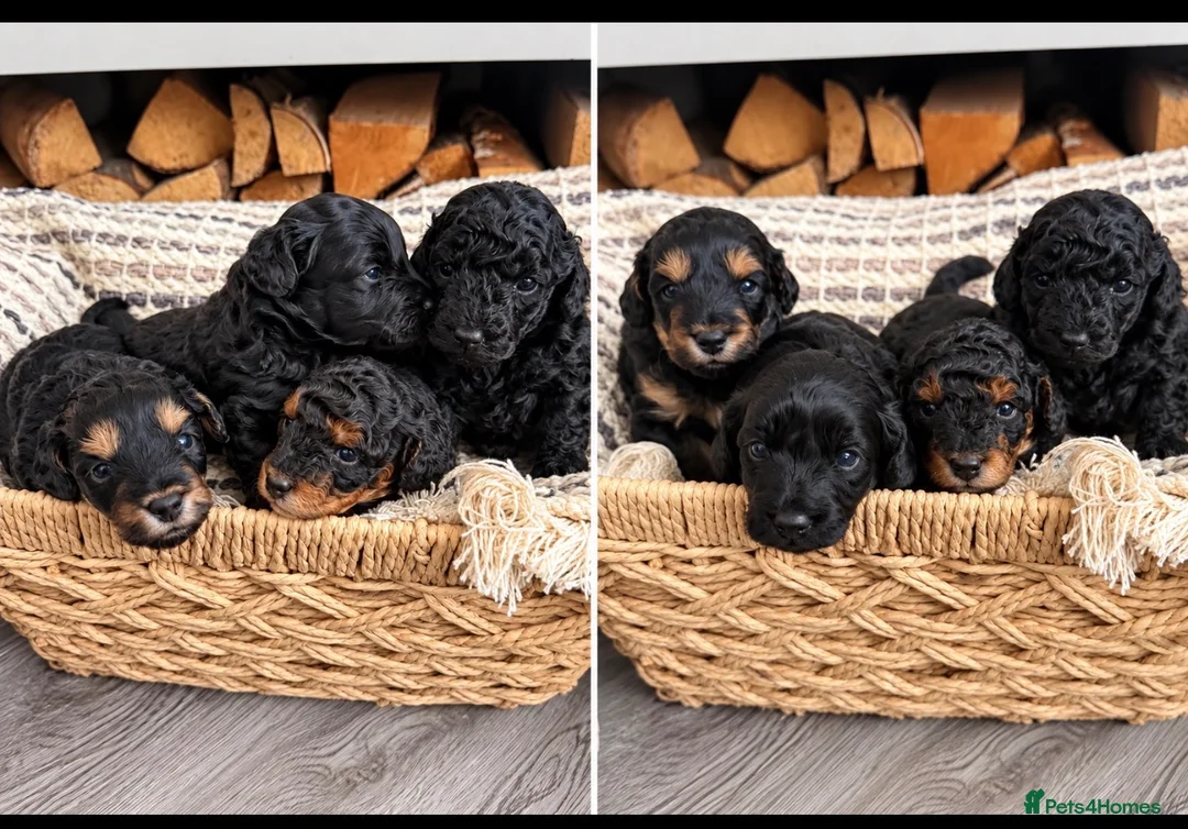 Cavapoo dogs for sale: Stunning Cavapoo puppies 🥰 - Advert 1