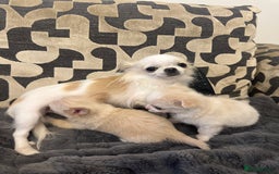 Chihuahua dogs for sale: KC Reg Champion Russian lines LONG COAT puppies - Image 17