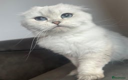 Scottish Fold cats for sale: TRIPLE FOLD girl! - Image 1