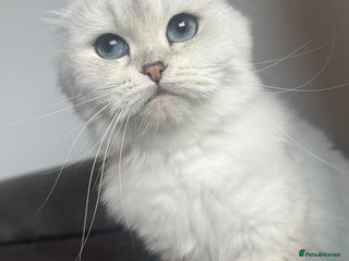 Scottish Fold cats for sale - Advert 1