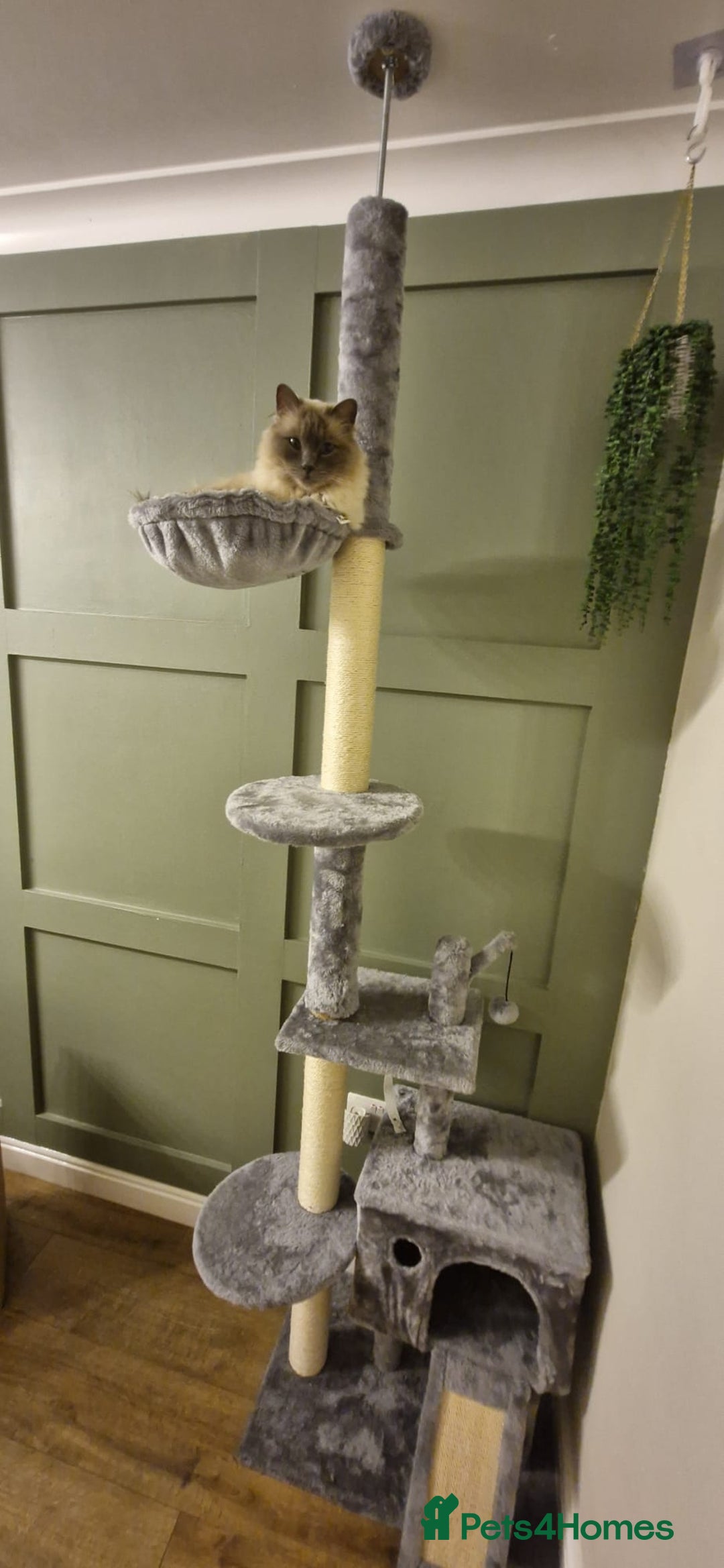 Ragdoll cats for sale: Ragdoll female (Snowy) - Advert 4