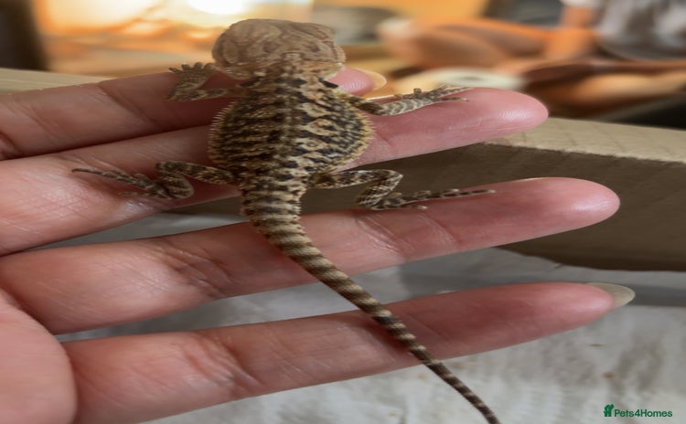 Bearded Dragon reptiles - Advert 12