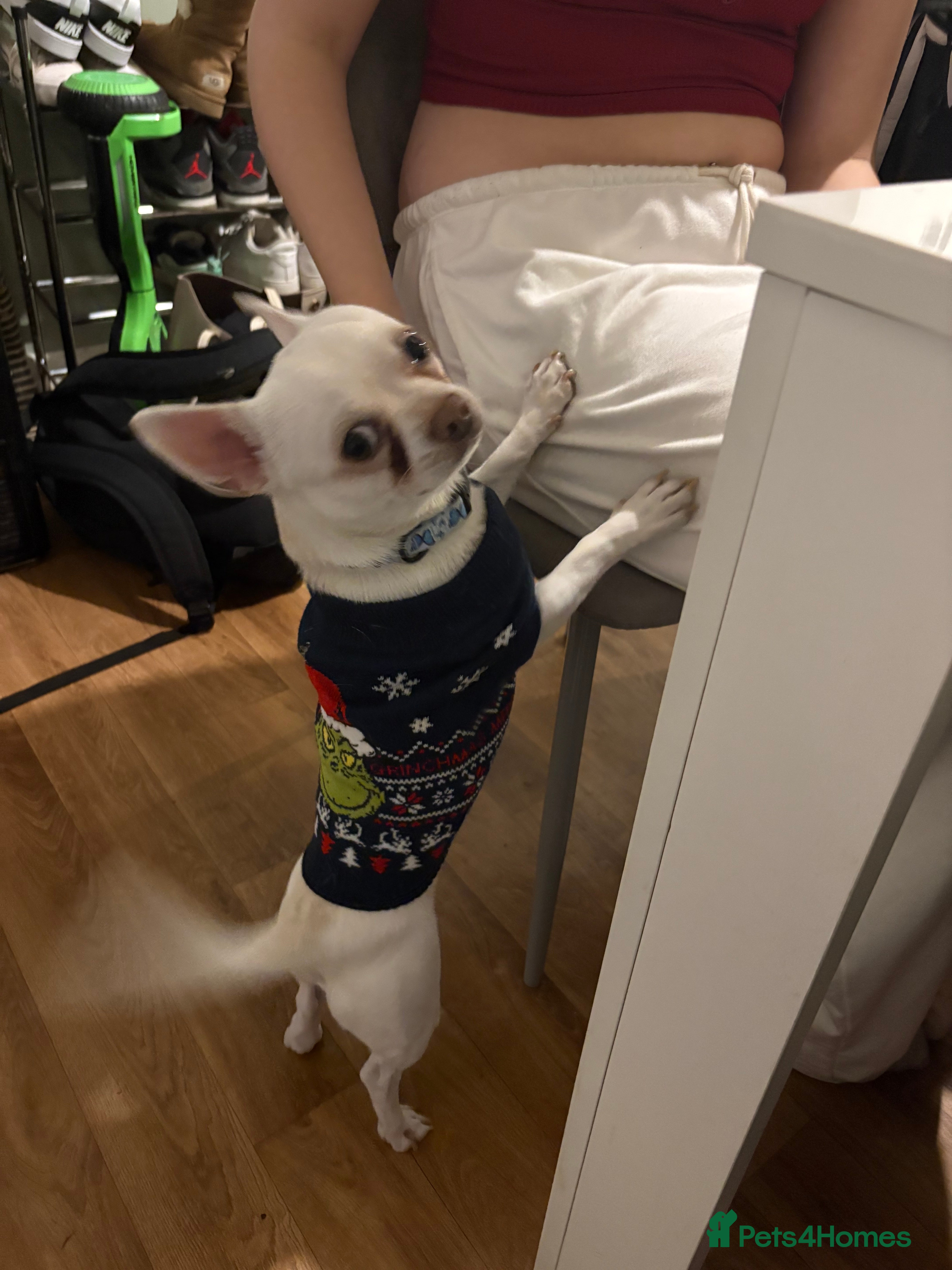 Chihuahua dogs Duck the chihuahua - Advert 1