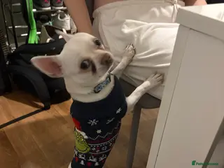 Chihuahua dogs Duck the chihuahua - Advert 3