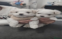 Maltese dogs for sale: Tiny korean - Image 4