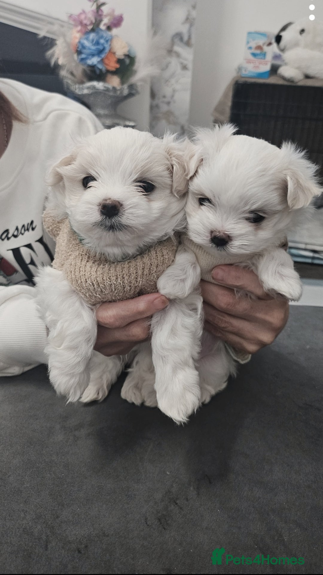 Maltese dogs for sale: Tiny korean - Image 4