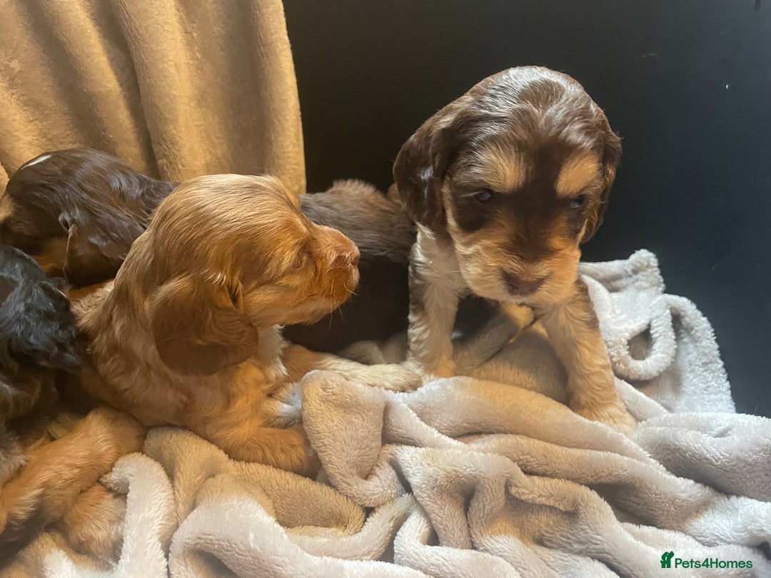 Cockapoo dogs for sale: Stunning sable cockapoos  - Advert 24