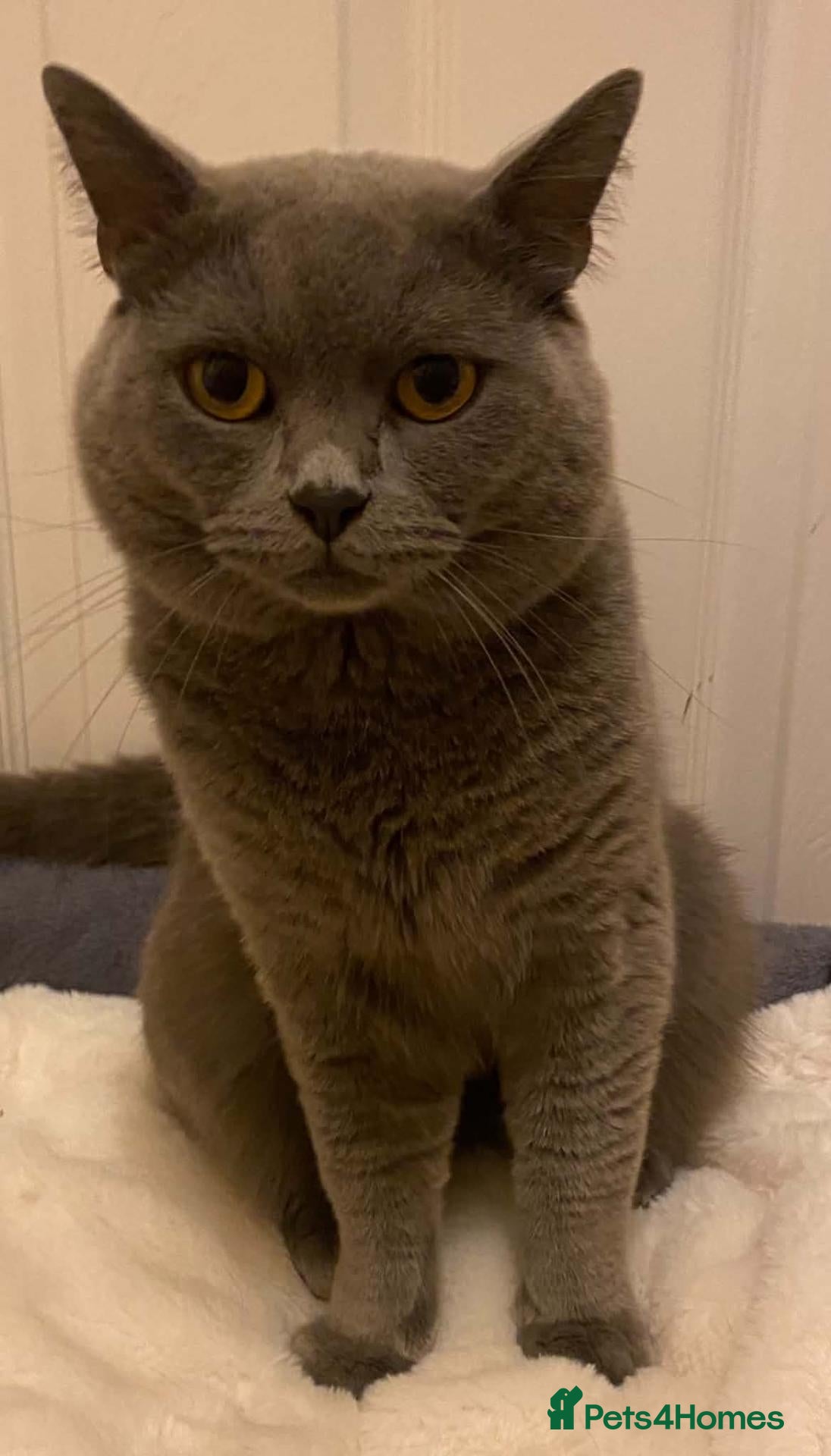 British Shorthair cats Aris – Handsome Blue Male Available for Stud - Advert 12