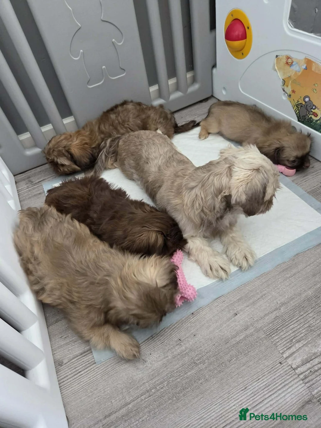 Shih Tzu dogs for sale: Beautiful imperial shih tzu in Barnsley - Advert 2