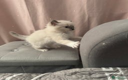 Ragdoll cats for sale: Blue Point kitten Ragdoll - Image 8