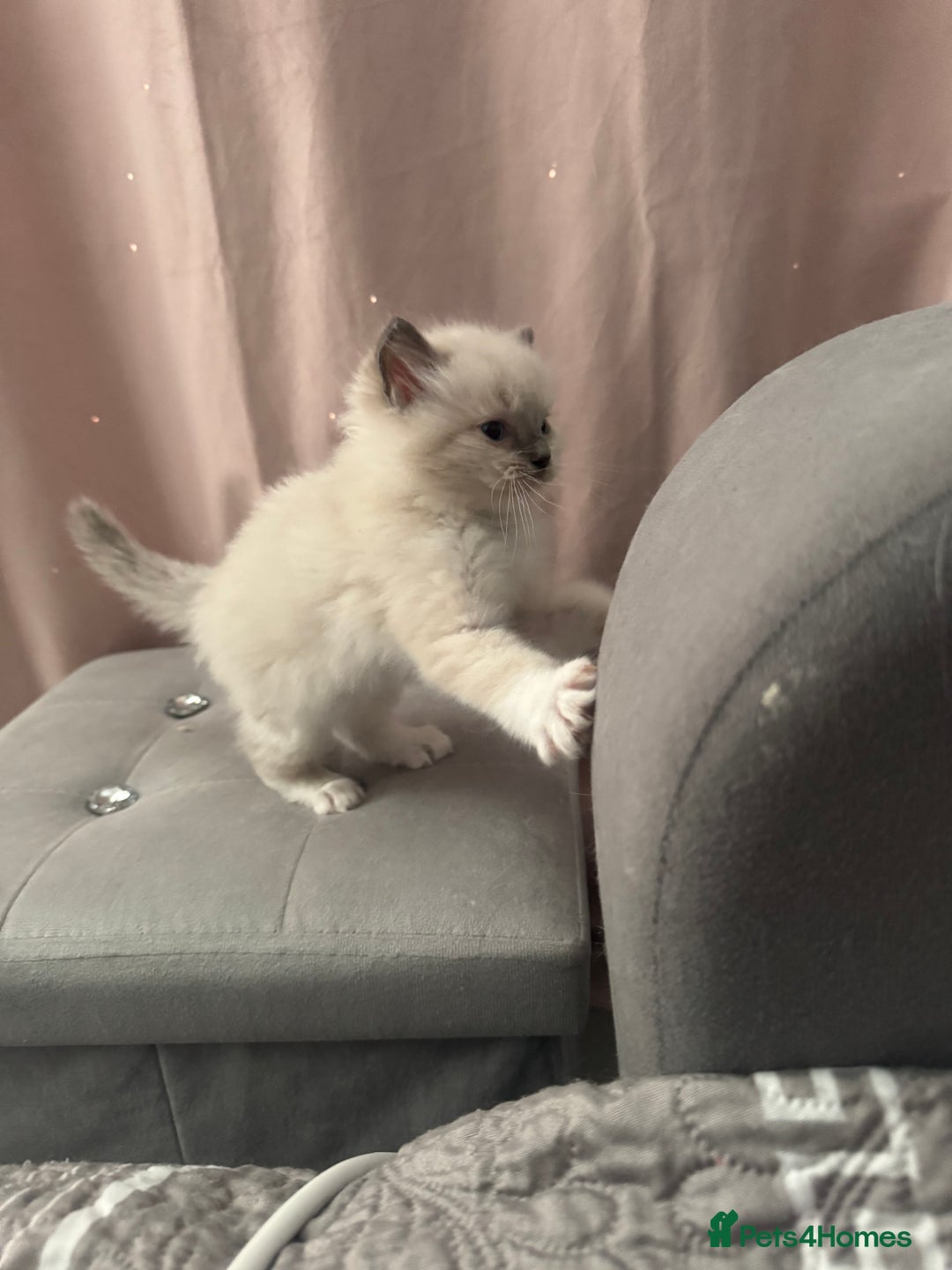Ragdoll cats for sale: Blue Point kitten Ragdoll - Image 8