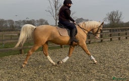 Arabian horse horses for sale: Superb Part Bred Arab  - Image 5