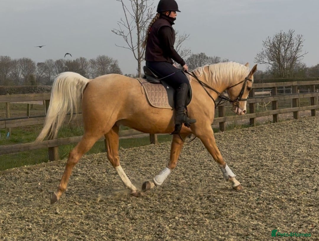Arabian horse horses for sale: Superb Part Bred Arab  - Image 5