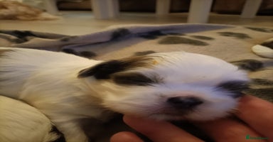 Shih Tzu dogs Shi zhi puppies for sale - Advert 5