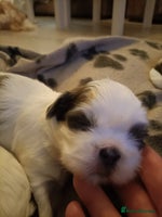Shih Tzu dogs Shi zhi puppies for sale - Advert 5