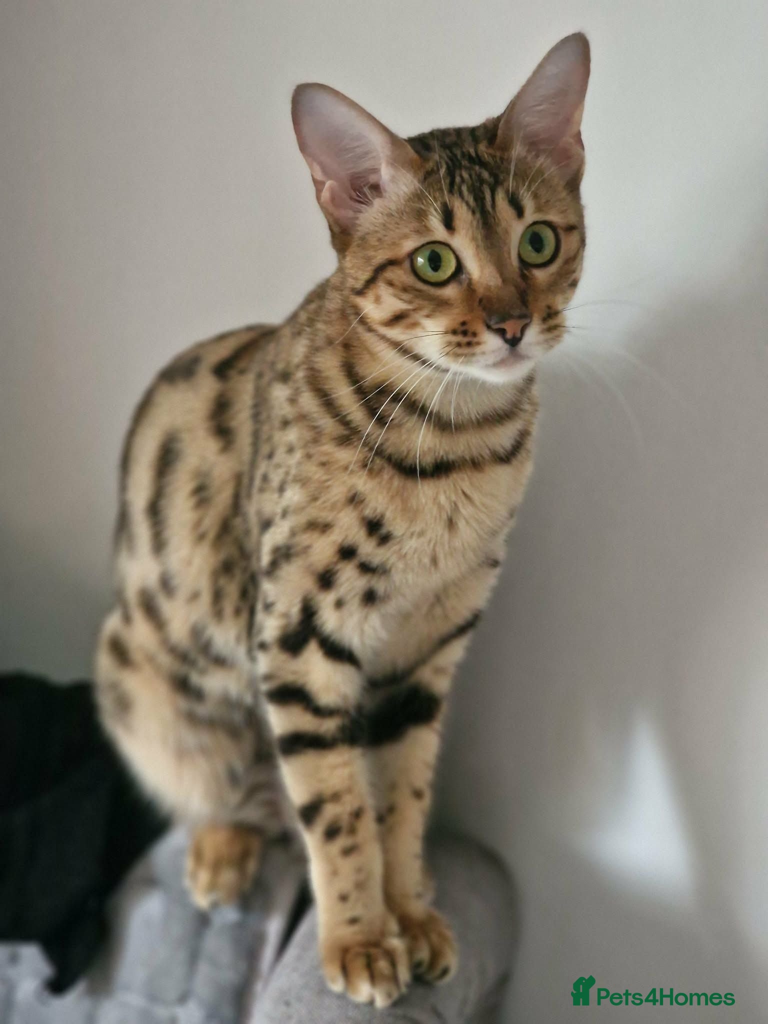 Maine Coon cats Adult cat sisters looking for a home together. - Advert 2