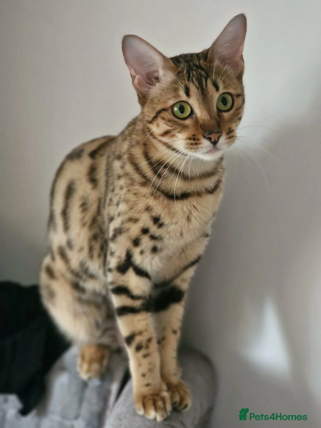 Maine Coon cats for sale: Adult cat sisters looking for a home together. in Bracknell - Advert 2