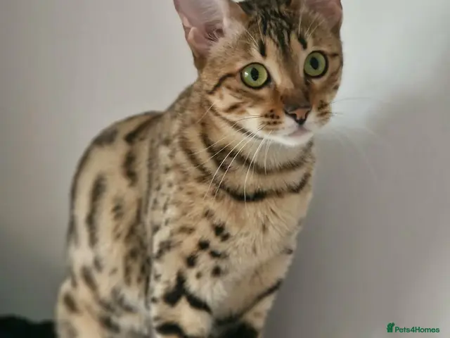 Maine Coon cats for sale: Adult cat sisters looking for a home together. - Advert 2