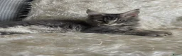 Maine Coon cats for sale: TICA Registered Maine Coon Kittens  - Advert 19