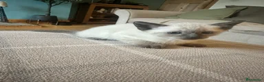 Siamese Kitten 2