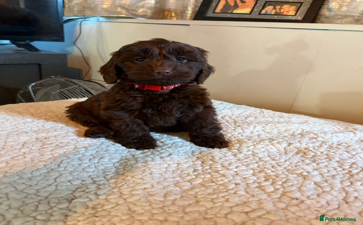 Cockapoo dogs F1 Cockapoo puppies!! READY TO LEAVE!!  - Advert 8