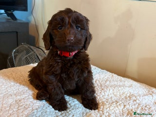 Cockapoo dogs F1 Cockapoo puppies!! READY TO LEAVE!! - Advert 7