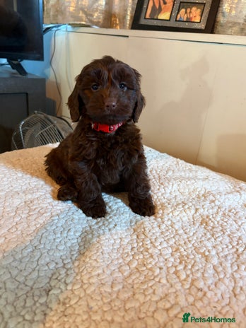 Cockapoo dogs F1 Cockapoo puppies!! READY TO LEAVE!! - Advert 3