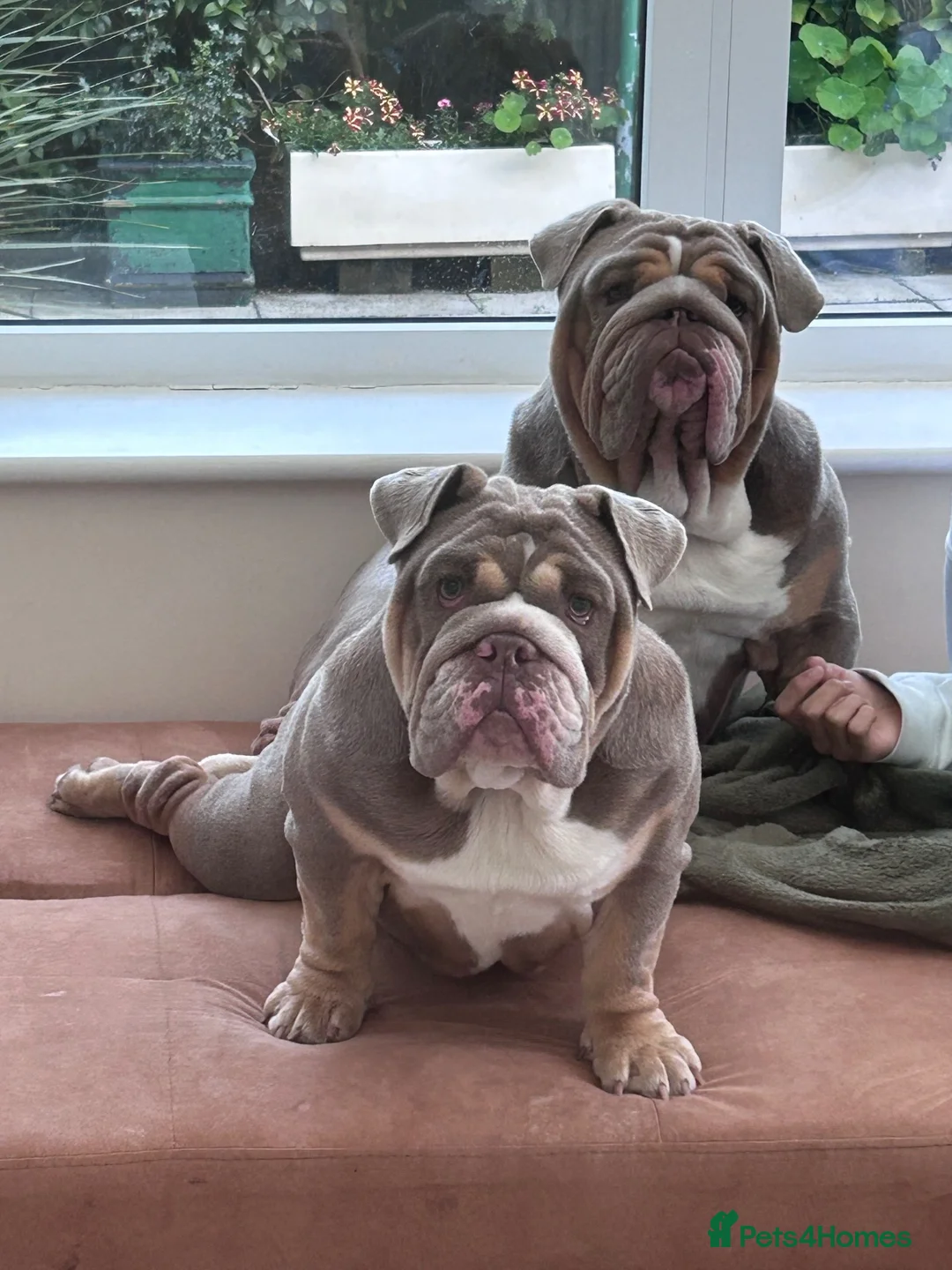 English Bulldog dogs for sale: £2100 for both beautiful english bull dogs - Advert 4
