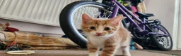 Mixed Breed cats for sale: Kittens ready to go in Frome - Advert 7