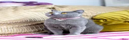 British Shorthair cats for sale: GCCF Registered British Shorthair Chocolate Tabby - Advert 8
