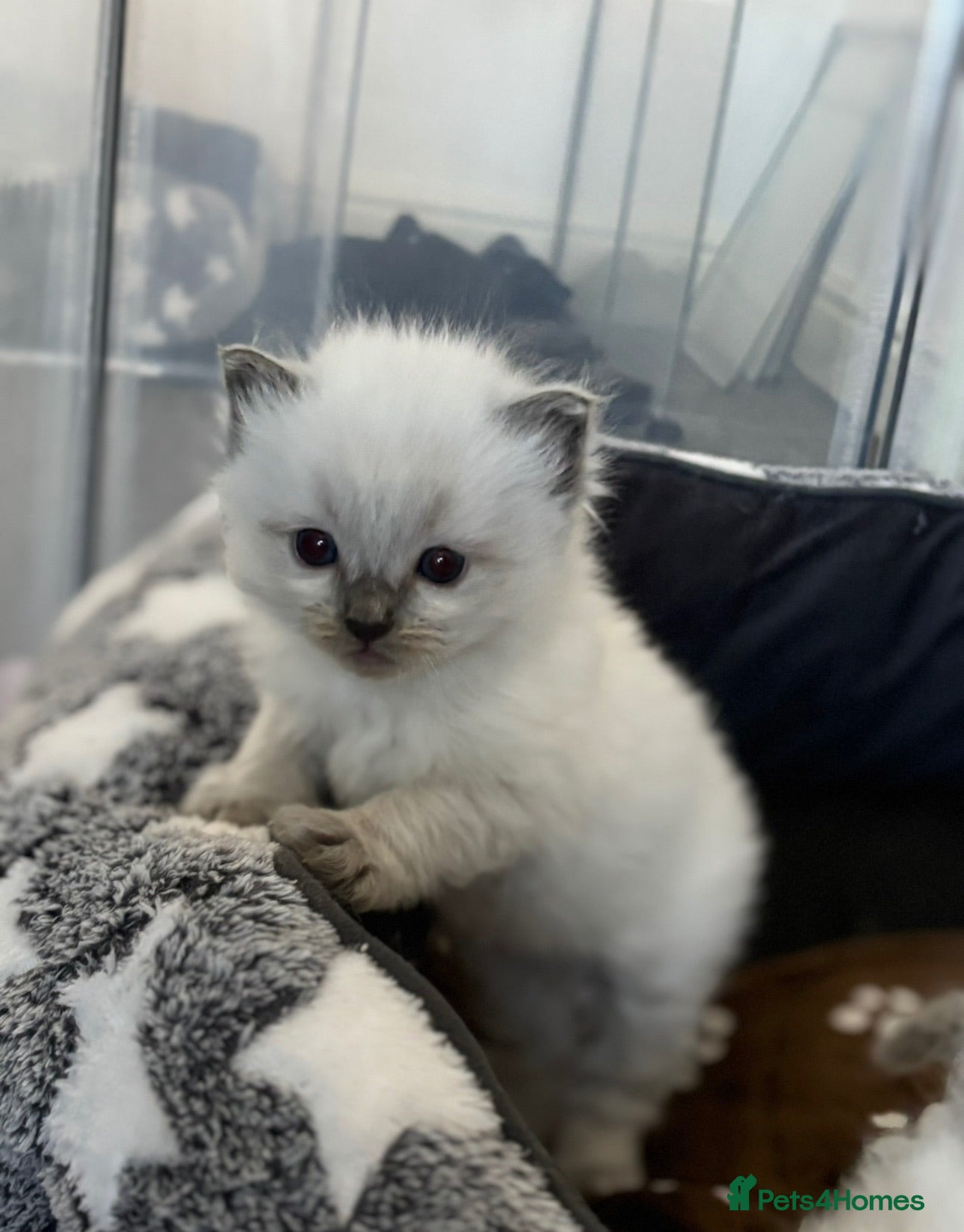 Ragdoll cats Blue point Ragdoll kittens for sale - Advert 1