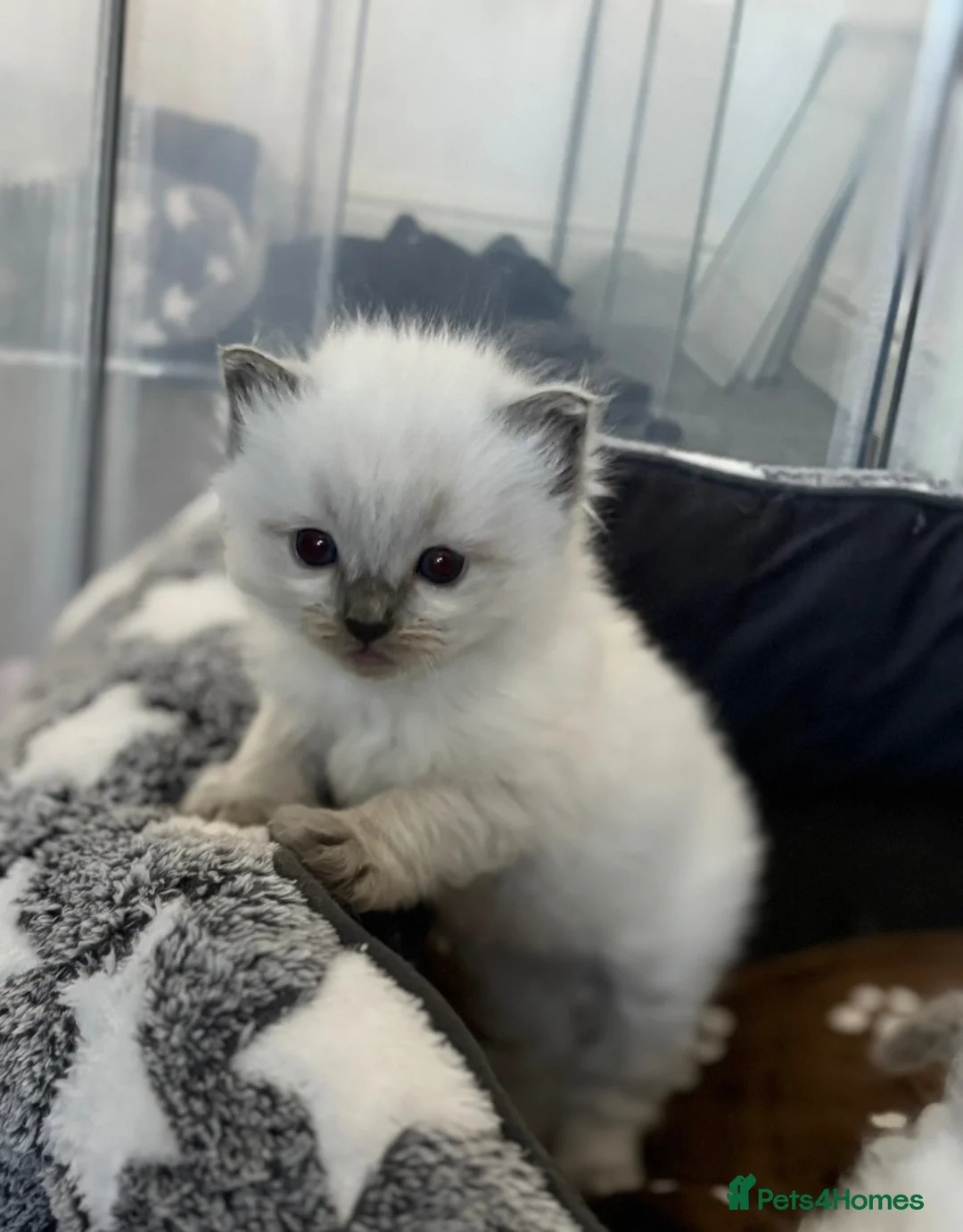 Ragdoll cats for sale: Blue point Ragdoll kittens for sale - Advert 1