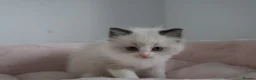 Ragdoll cats for sale: Ragdoll Kittens TICA Registered - Advert 2