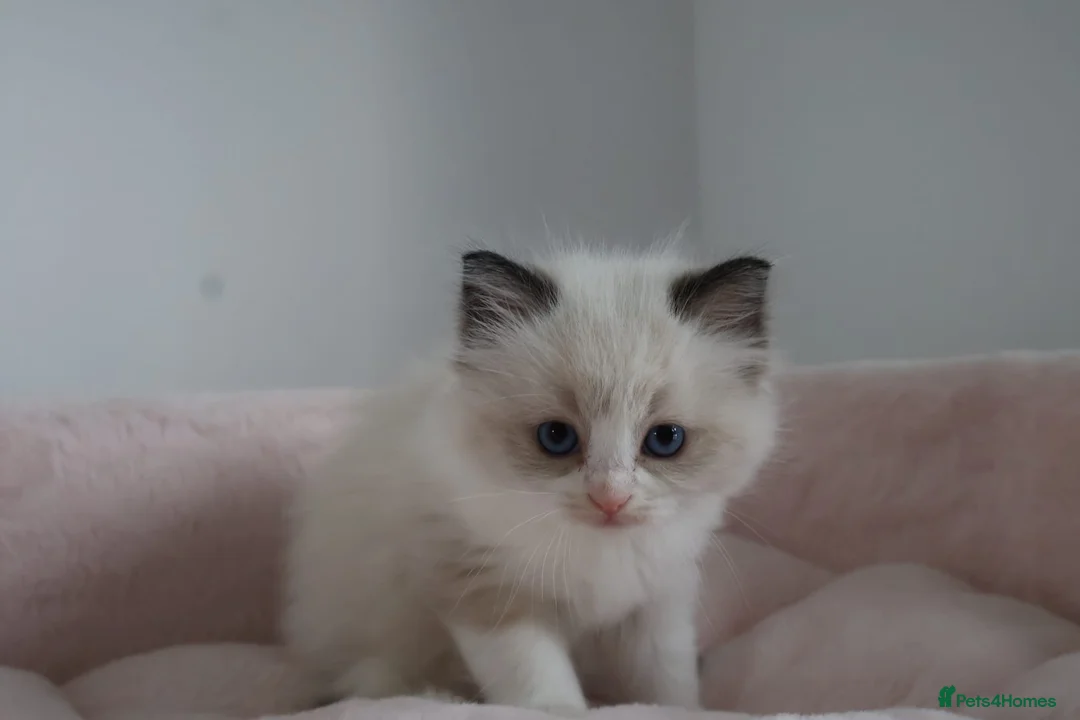 Ragdoll cats for sale: Ragdoll Kittens TICA Registered - Advert 2