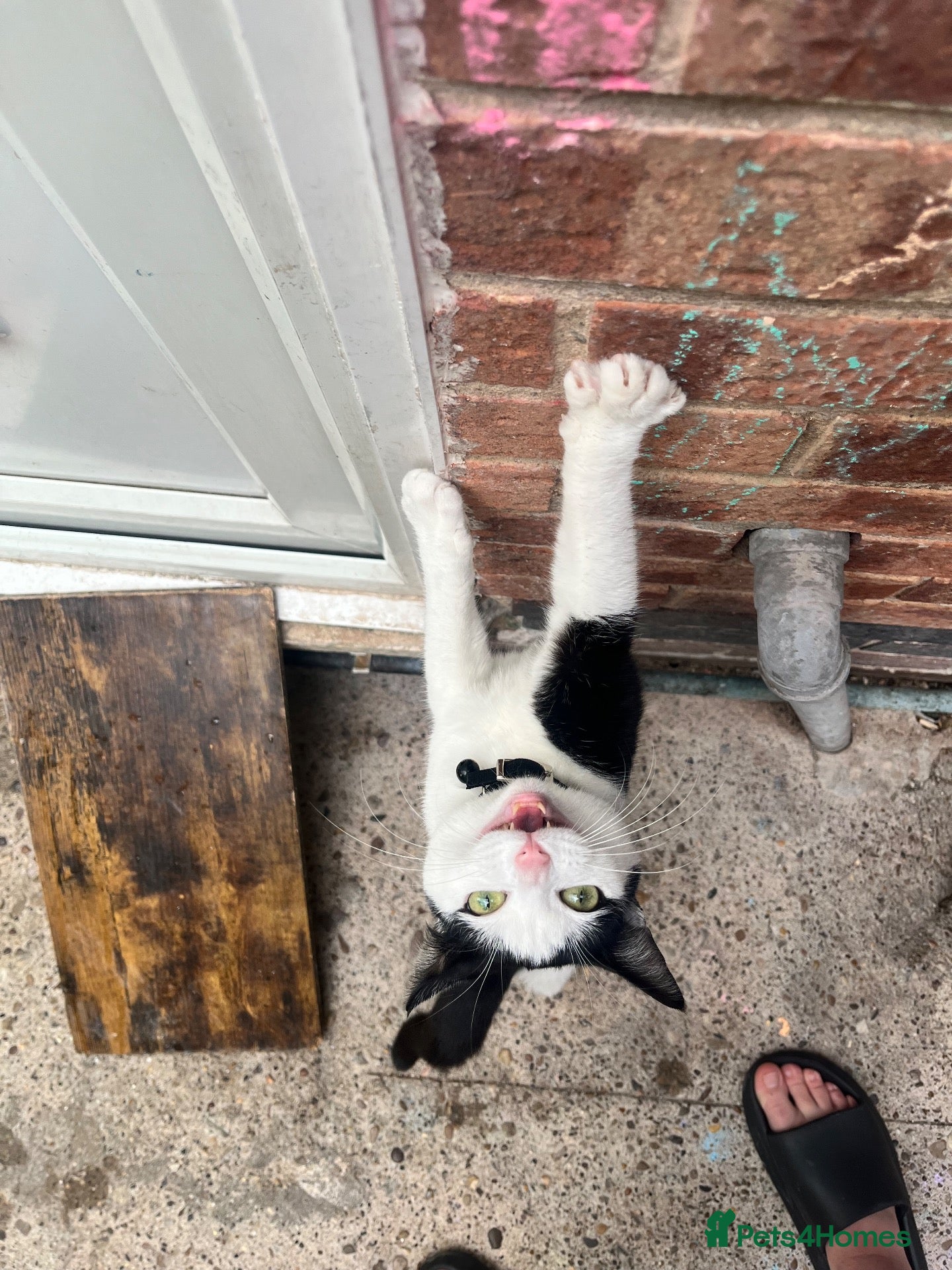 Mixed Breed cats for sale: 1 year old cat for sale. Needs a home urgently  - Advert 7