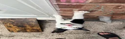 Mixed Breed cats for sale: 1 year old cat for sale. Needs a home urgently  in Nottingham - Advert 1