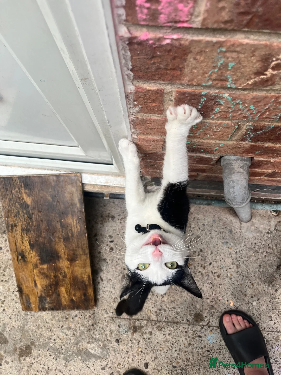 Mixed Breed cats for sale: 1 year old cat for sale. Needs a home urgently  in Nottingham - Advert 1