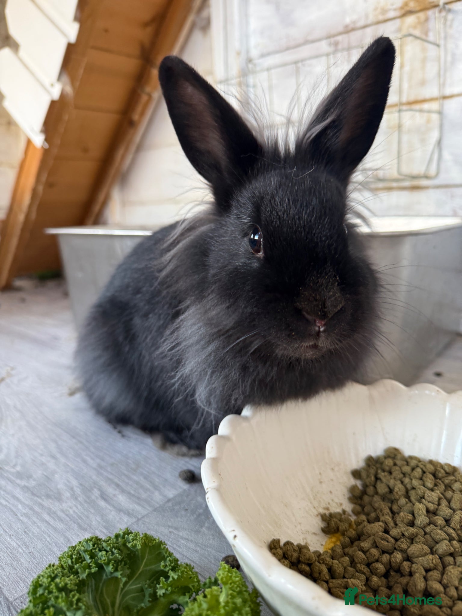 Angora rabbits Female Angora x Bunny - Advert 2